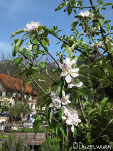 Apfelbaumblüten