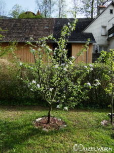 Unser Elstar Apfelbaum