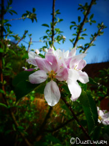 Apfelbaumblüten