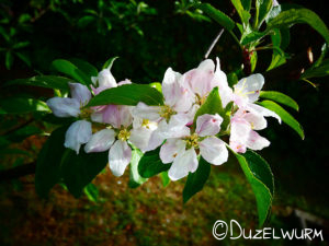 Apfelbaumblüten