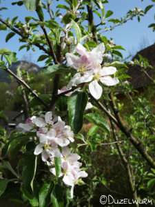 Apfelbaumblüten