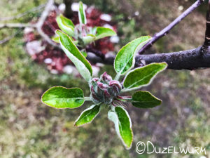 Apfelbaumknospen Anfang April