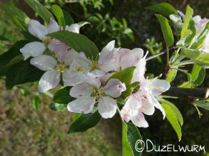 Apfelbaumblüten