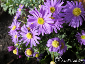 Australisches Gänseblümchen