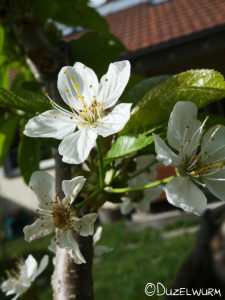 Blüte der Säulenkirsche