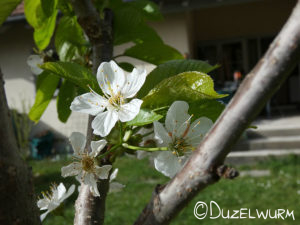 Blüte der Säulenkirsche