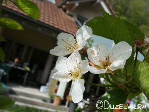 Blüte der Säulenkirsche Mitte April