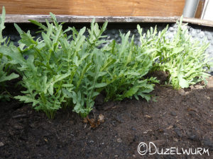 Rucola oder auch Garten-Senfrauke