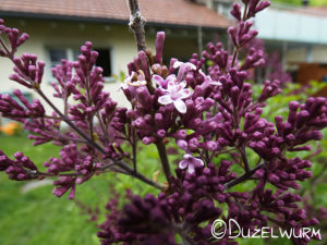 Fliederblüten